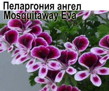 Пеларгония ангельская Mosguitaway Eva