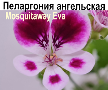 Пеларгония ангельская Mosquitaway Eva