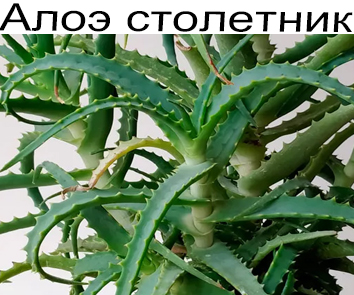 Алоэ (Столетник)