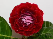 ЕН-Шелковое Сердце (сел.Е.Николаева) Новинка 2025!