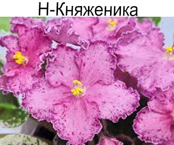 Н-Княженика (Бердникова)
