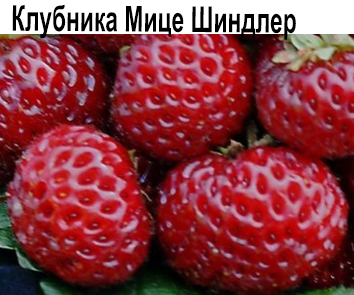 Клубника Мице Шиндлер