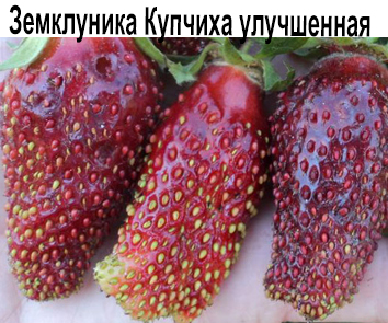 Земклуника Купчиха улучшенная