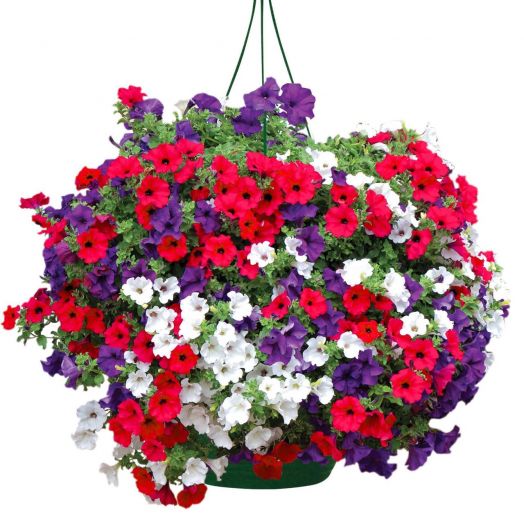 Петуния ампельная (Petunia trayling F1) Opera Supreme Tricolor Mix, 50 драже