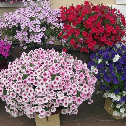 Петуния ампельная (Petunia trayling F1) Opera Supreme Mix, 50 драже