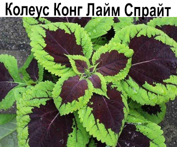 Колеус Конг Лайм Спрайт