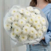 Хризантема от 5 шт (сорт Алтай)