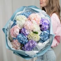 Гортензия от 3 шт (цвет микс)