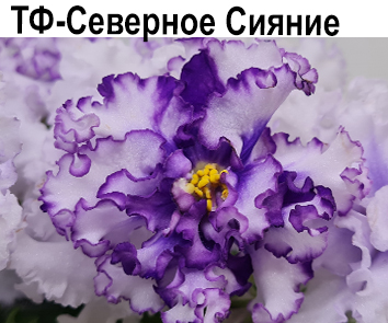 ТФ-Северное Сияние (Фурлетова)