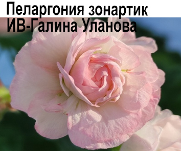 Пеларгония розебудная Галина Уланова