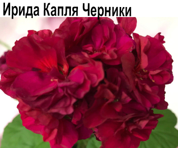 Пеларгония розебудная Капля Черники