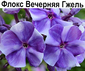 Флокс Вечерняя Гжель