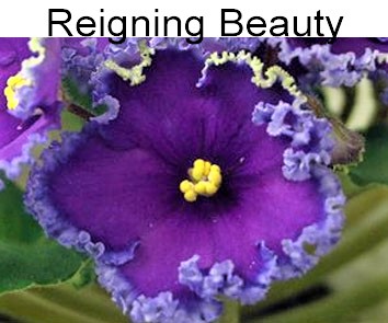 Reigning Beauty (J. Swift)