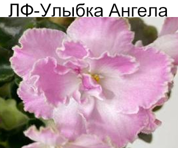 ЛФ-Улыбка Ангела (Л.Федосеева) НОВИНКА
