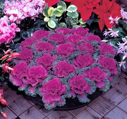 Капуста декоративная (Brassica oleraceae) Nagoya Rose, 50 семян