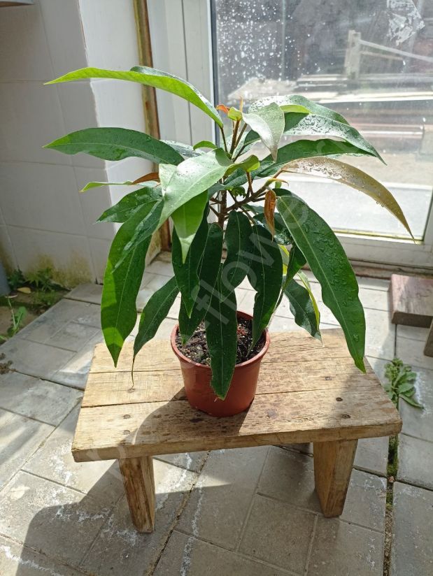 Кусапоя