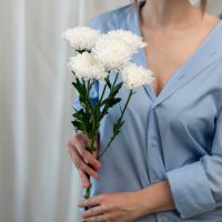 1 хризантема балтика