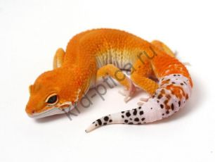 Эублефар (Eublepharis)