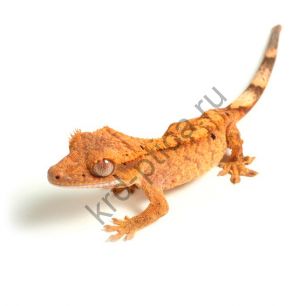 Бананоед реснитчатый (Correlophus ciliatus)