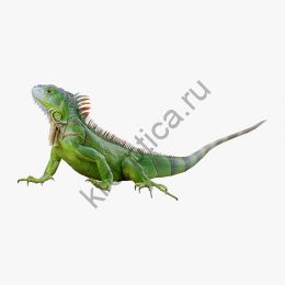 Игуана обыкновенная (Iguana iguana), или зеленая