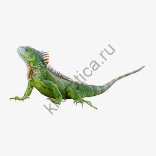Игуана обыкновенная (Iguana iguana), или зеленая