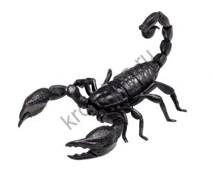 Скорпио́ны (Scorpiones)