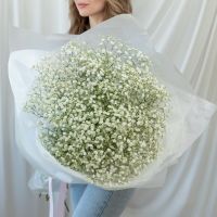 Гипсофила белая