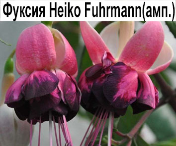 Фуксия полуампельная Heiko Fuhrmann  НОВИНКА