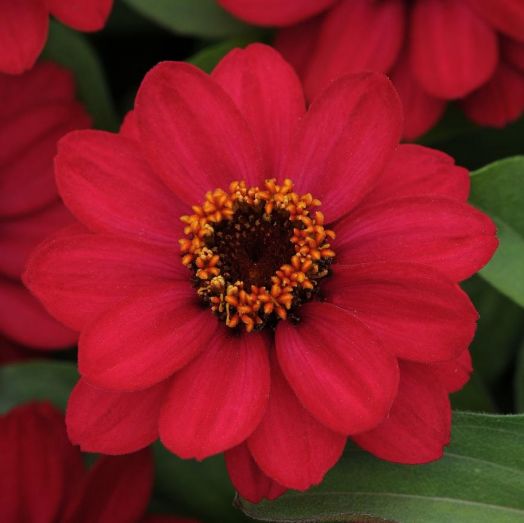 Цинния мариландская (Zinnia marylandica) Zahara Raspberry, 50 семян