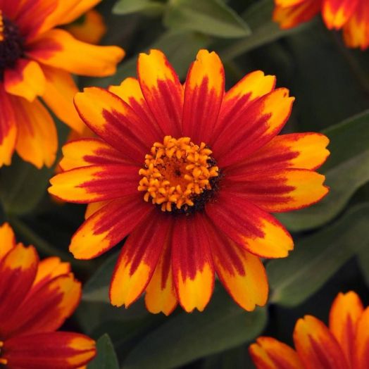 Цинния мариландская (Zinnia marylandica) Zahara Sunburst, 50 семян