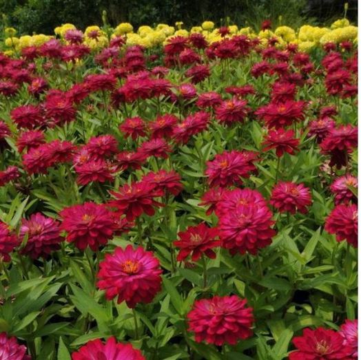 Цинния мариландская (Zinnia marylandica) Zahara Double Cherry, 50 семян