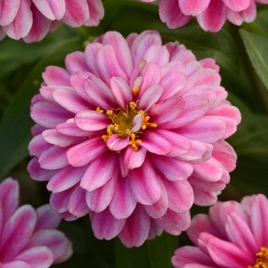 Цинния мариландская (Zinnia marylandica) Zahara Double Raspberry Ripple, 50 семян