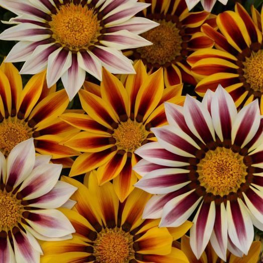 Гацания жестковатая (Gazania rigens) New Day Tiger Mix, 100 семян