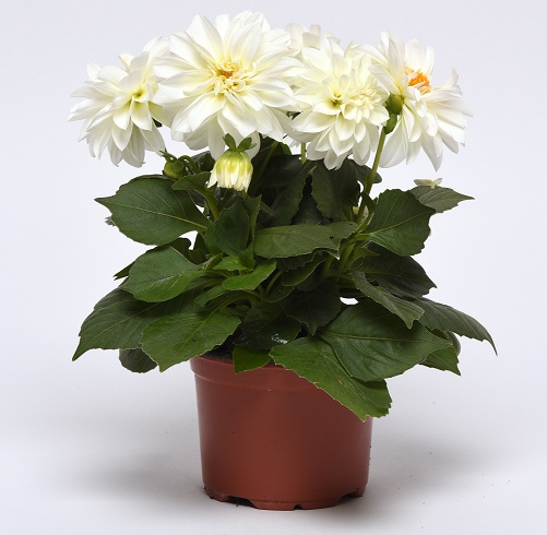 Георгина гибридная (Dahlia variabilis) Figaro White, 50 семян