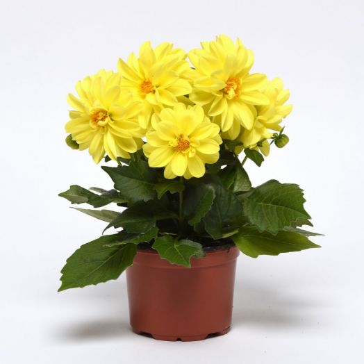 Георгина гибридная (Dahlia variabilis) Figaro Yellow Shade, 50 семян