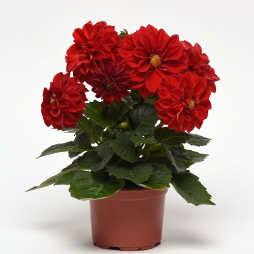 Георгина гибридная (Dahlia variabilis) Figaro Red Shade, 50 семян
