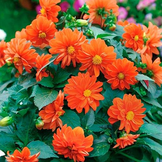 Георгина гибридная (Dahlia variabilis) Figaro Orange Shade, 50 семян