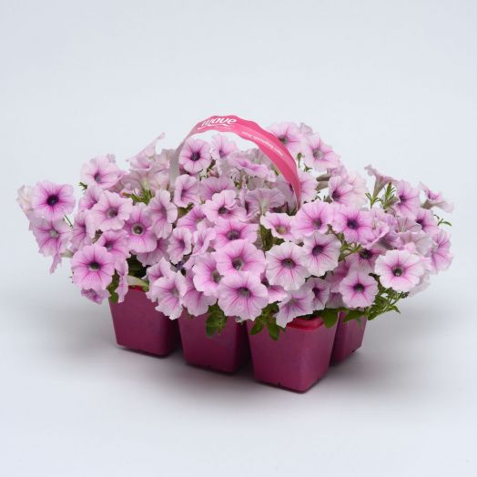 Петуния ампельная (Petunia trayling F1) Shock Wave Pink Vein, 50 драже