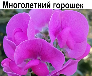 Горошек многолетний (лиана)