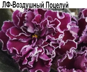 ЛФ-Воздушный Поцелуй (Федосеева)  НОВИНКА