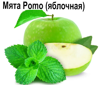 Мята Pomo (зеленое яблоко)