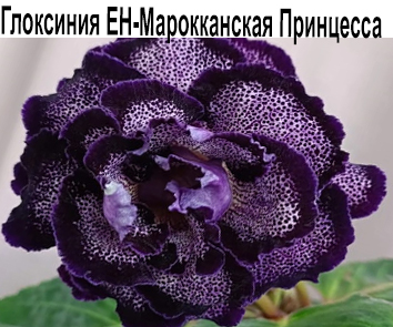 Глоксиния ЕН-Марокканская Принцесса  НОВИНКА