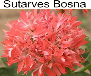 Пеларгония звездчатая Bosna