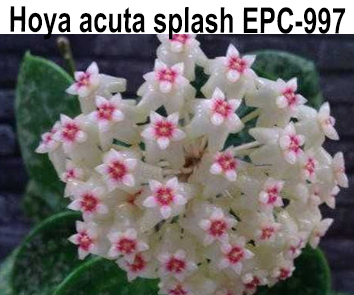 Хойя Acuta splash