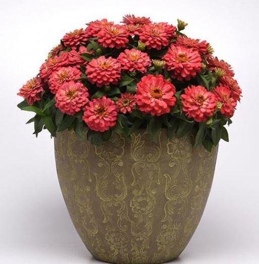 Цинния мариландская (Zinnia marylandica) Zahara Double Salmon, 50 семян