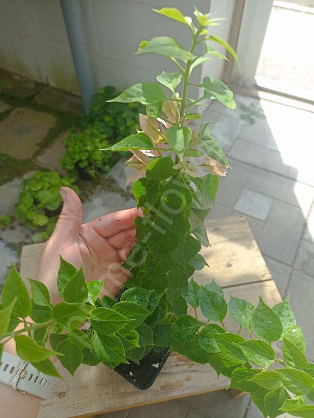 Бугеннвилея Sunset pixie