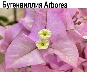 Бугенвиллия Arborea