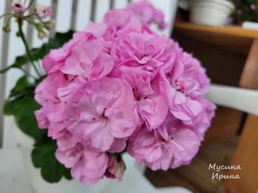 Ю_Венский Вальс № 0368