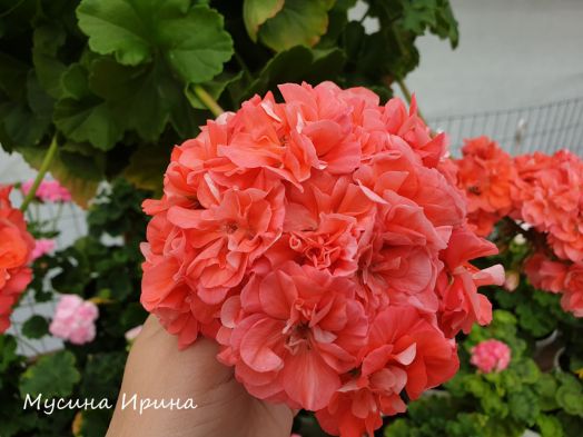 Ю_Кариока № 0317