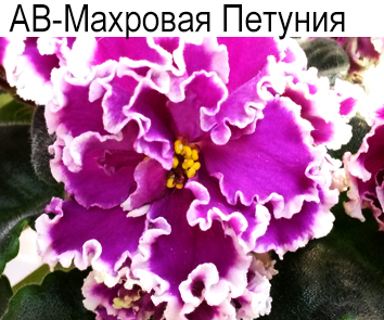 АВ-Махровая Петуния